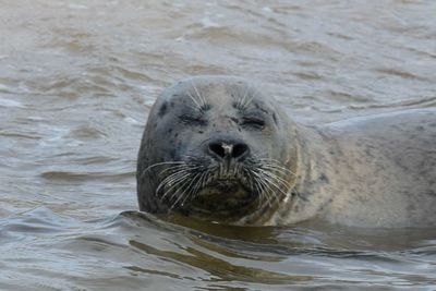 Close-up portrait of seal swimming in sea