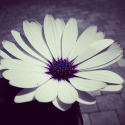 Close-up of white daisy blooming outdoors