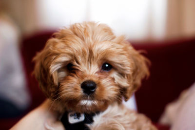 Say hello to my puppy molly