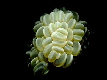 Close-up of plant over black background