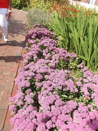 Low section of pink flowering plants on footpath
