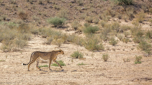 Cheetah walking on dry land in kgalagadi transfrontier park, south africa 