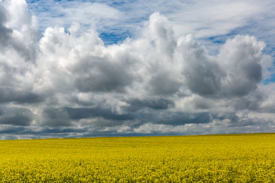 A rapeseed field in brandenburg with a thunderstorm sky