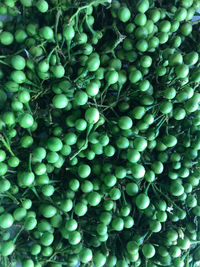 Full frame shot of green beans