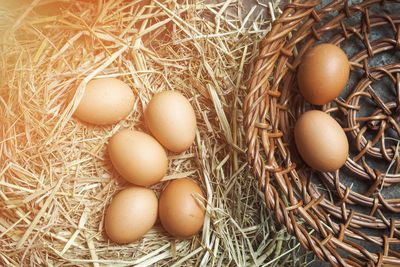 High angle view of eggs in nest