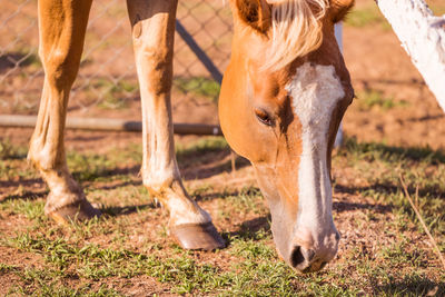 Horse standing in a field