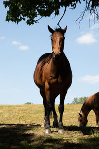 Horse on field against sky