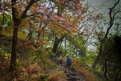 Rear view of man walking by trees in forest during autumn