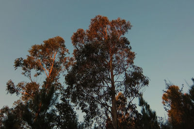 Low angle view of tree against sky