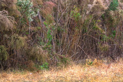 Plants growing on land