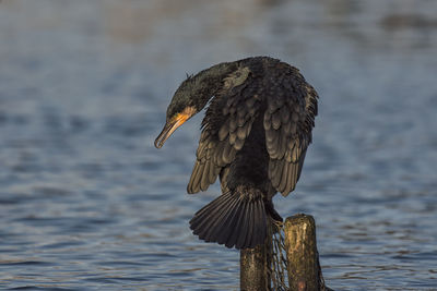 Close-up of bird perching on wooden post