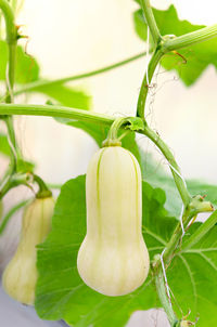Close-up of fresh green plant
