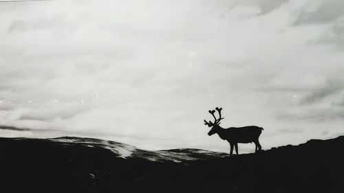 Silhouette of reindeer on hill
