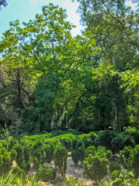 Trees and plants in forest