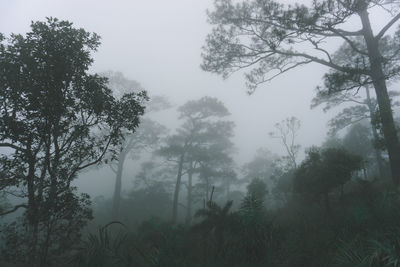 Low angle view of trees in forest against sky