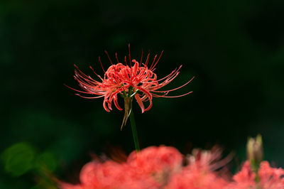 Red spider lily