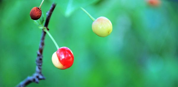 Close-up of berries growing on tree