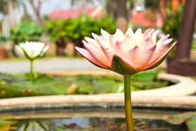 Close-up of pink water lily in lake