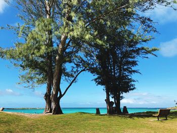 Tree by sea against sky