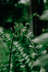 Close-up of plant