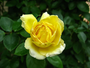 Close-up of yellow rose blooming outdoors
