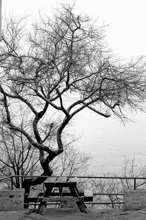 bare tree, tree, branch, water, tranquility, nature, built structure, sky, tranquil scene, lake, day, clear sky, building exterior, scenics, architecture, outdoors, tree trunk, no people, bench, wood - material