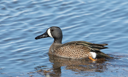Duck swimming in lake