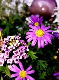 Close-up of purple flowers blooming outdoors