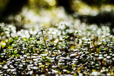 Close-up of plant growing outdoors