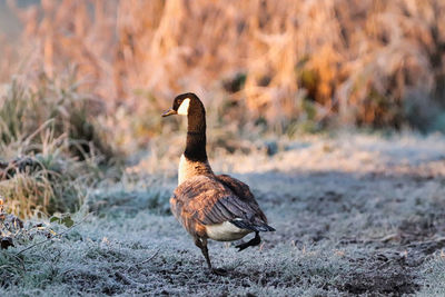 Bird perching on a field