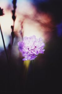 Close-up of flower blooming against sky