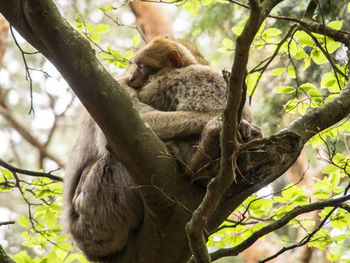 Sleeping monkeys on a tree trunk