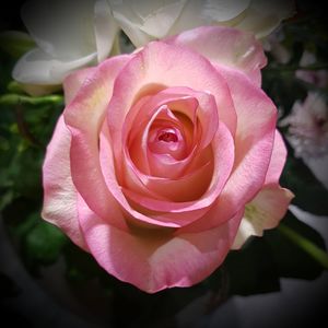 Close-up of pink rose