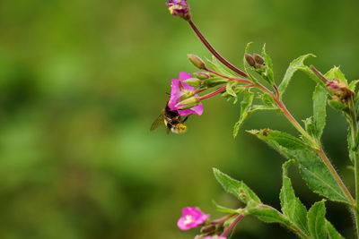 Bumblebee on pink flower