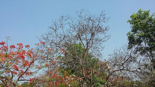 Low angle view of tree against clear blue sky