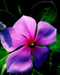 Close-up of flower blooming outdoors