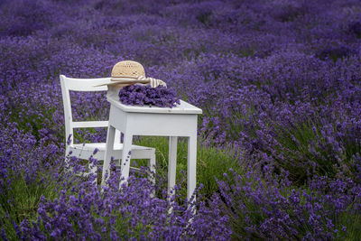 View of purple flowering plants on field