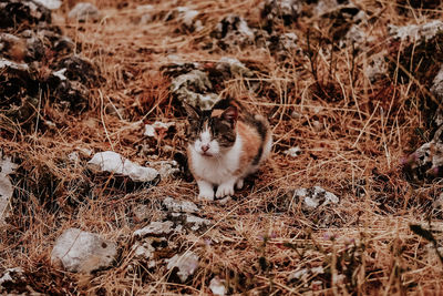 High angle view of cat on field