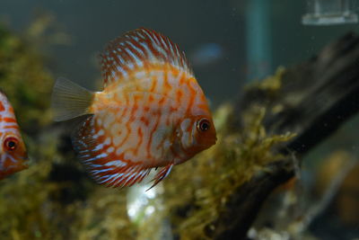 Fish swimming in sea