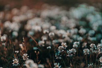 Close-up of white flowering plants on field