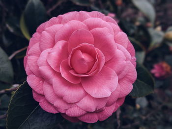 Close-up of pink rose