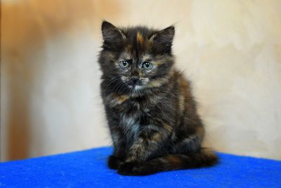 Portrait of kitten sitting