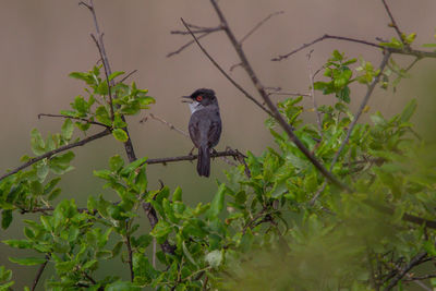 Bird perching on a tree