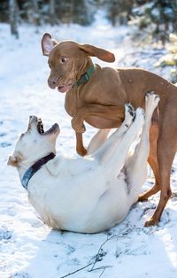 Dog on snow during winter