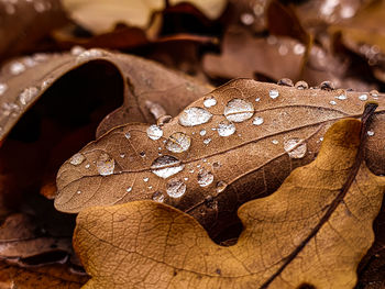 Close-up of raindrops on dry leaves