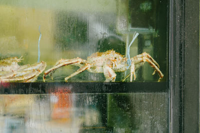 Close-up of crab on glass window