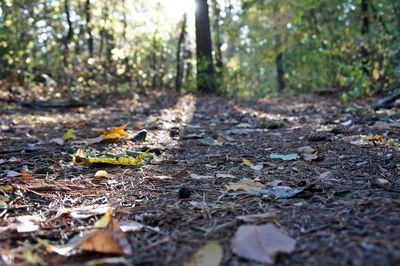 Close-up of autumn leaves on land in forest