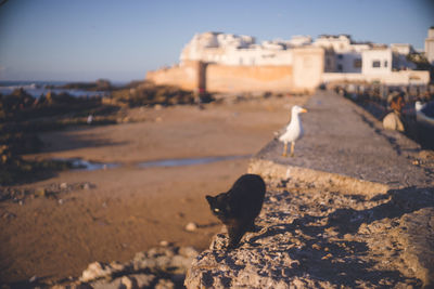 Seagull on a beach