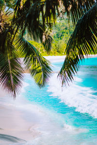 Palm tree by swimming pool against sky