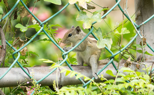 Squirrel on a tree